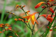 Crocosmia × crocosmiiflora