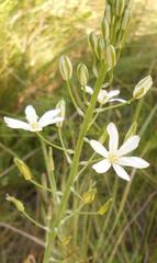 Ornithogalum pyramidale