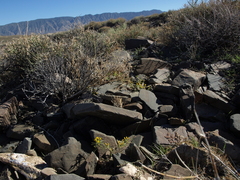 Pectis papposa papposa