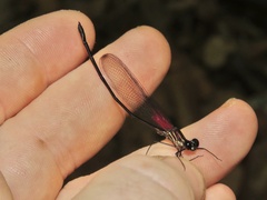 Hetaerina fuscoguttata