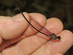 Hetaerina fuscoguttata