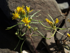 Pectis papposa papposa