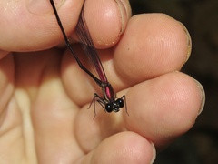 Hetaerina fuscoguttata