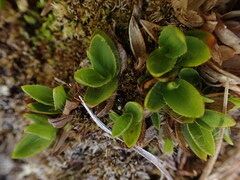 Dichanthelium isachnoides