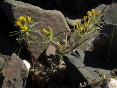 Pectis papposa papposa