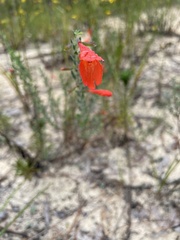 Clinopodium coccineum