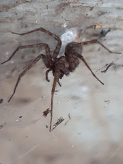 Tegenaria domestica
