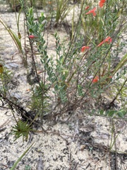 Clinopodium coccineum