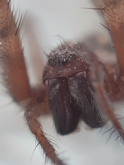 Tegenaria domestica