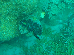 Tridacna maxima