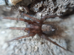 Tegenaria domestica