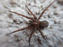Tegenaria domestica