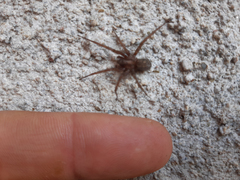 Tegenaria domestica