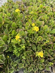 Senecio lautus