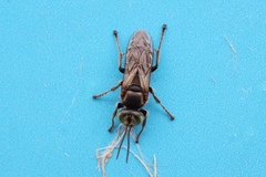 Crabroninae