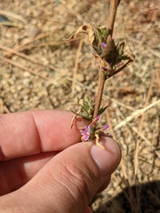 Epilobium densiflorum