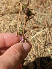 Epilobium densiflorum