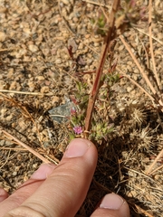 Epilobium densiflorum