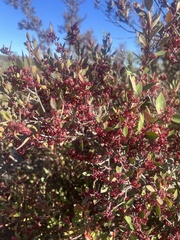 Maytenus acuminata