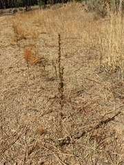 Epilobium densiflorum