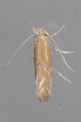 Lithocolletinae