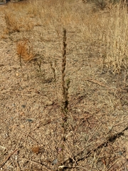 Epilobium densiflorum