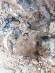 Hyla arenicolor