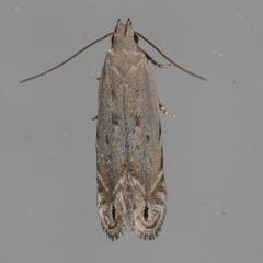 Battaristis concinnusella