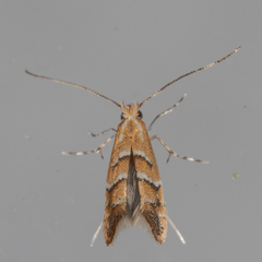 Cameraria caryaefoliella