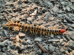 Scolopendra morsitans