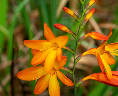 Crocosmia × crocosmiiflora