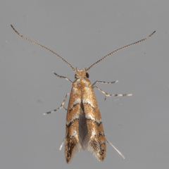 Cameraria caryaefoliella