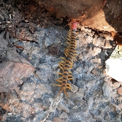 Scolopendra morsitans