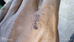 Myrmarachne melanocephala