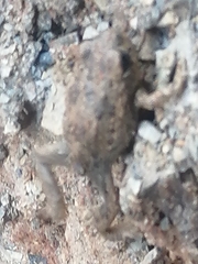 Hyla arenicolor
