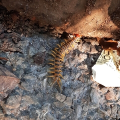 Scolopendra morsitans