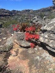 Aloe perfoliata