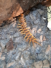 Scolopendra morsitans