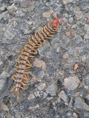 Scolopendra morsitans