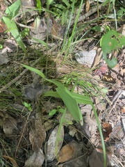 Platanthera clavellata