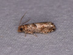 Epinotia