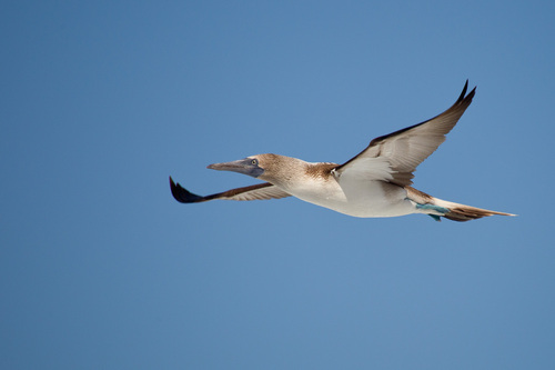Blue-footed Booby