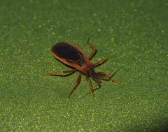 Opistoplatys majusculus