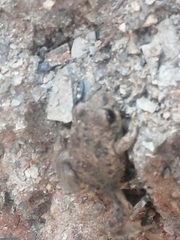 Hyla arenicolor