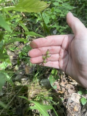 Platanthera clavellata