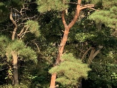 Streptopelia orientalis