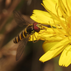 Fazia micrura