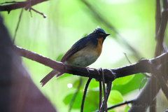 Cyornis glaucicomans