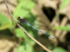 Argia cupraurea