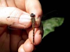 Cannaphila insularis